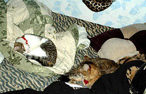 Джаззмин и Зои