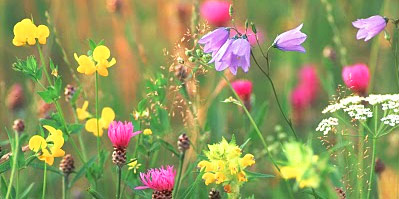 Поле моей надежды