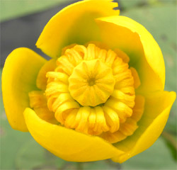 Татьяна Иванова