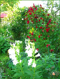 Поцелуй без сигареты