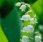 Поцелуй без сигареты