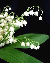 Поцелуй без сигареты