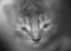 Чудо из дождя