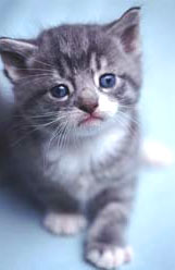 Чудо из дождя