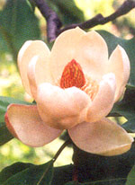 Дожить до весны