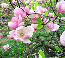 Дожить до весны