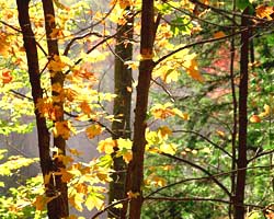 Стихи Николая Семенченкова