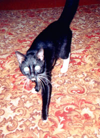 Рикки и Микки