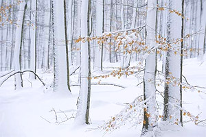 Дневник белокурого ангела